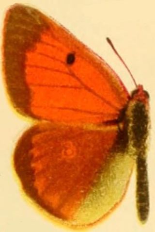 <i>Colias heos</i> Species of butterfly