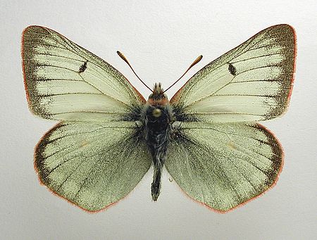 Colias tyche