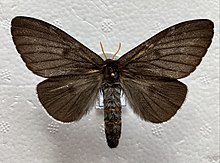 Coloradia prchali - female.jpg