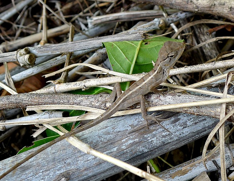File:Common Garden Lizard. Calotes versicolor. - Flickr - gailhampshire (1).jpg