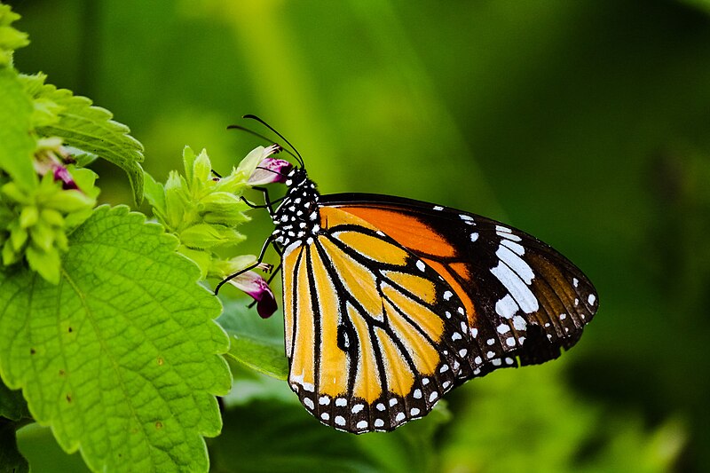 File:Common tiger (Danaus genutia).jpg