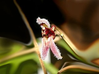 <i>Condylago</i> Genus of orchids