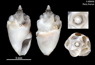 <i>Conopleura</i> Genus of gastropods