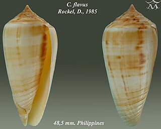 <i>Conus flavus</i> species of mollusc