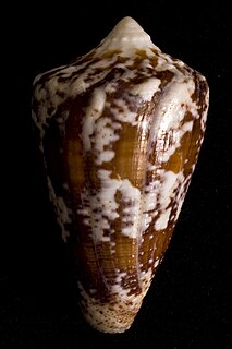 <i>Conus regius</i> Species of sea snail