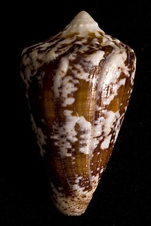 Conus regius Florida Keys 1.jpg