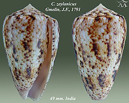 Conus zeylanicus