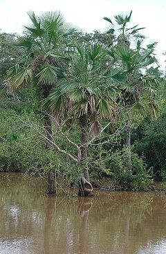 Description de l'image Copernicia Tectorum.jpg.