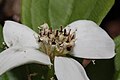 Cornus unalaschkensis