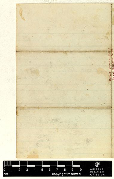 File:Correspondence - Letterman (George) and Engelmann (George) (May 08, 1876 (2) verso) BHL43678875.jpg