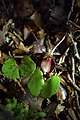 Corybas sanctigeorgianus