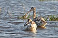 Juveniles in Rio Grande do Sul, Brazil