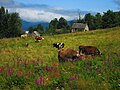 File:Cows grazing in l'Ariège, Occitanie, France.jpg