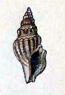 Crassispira apicata 001.jpg