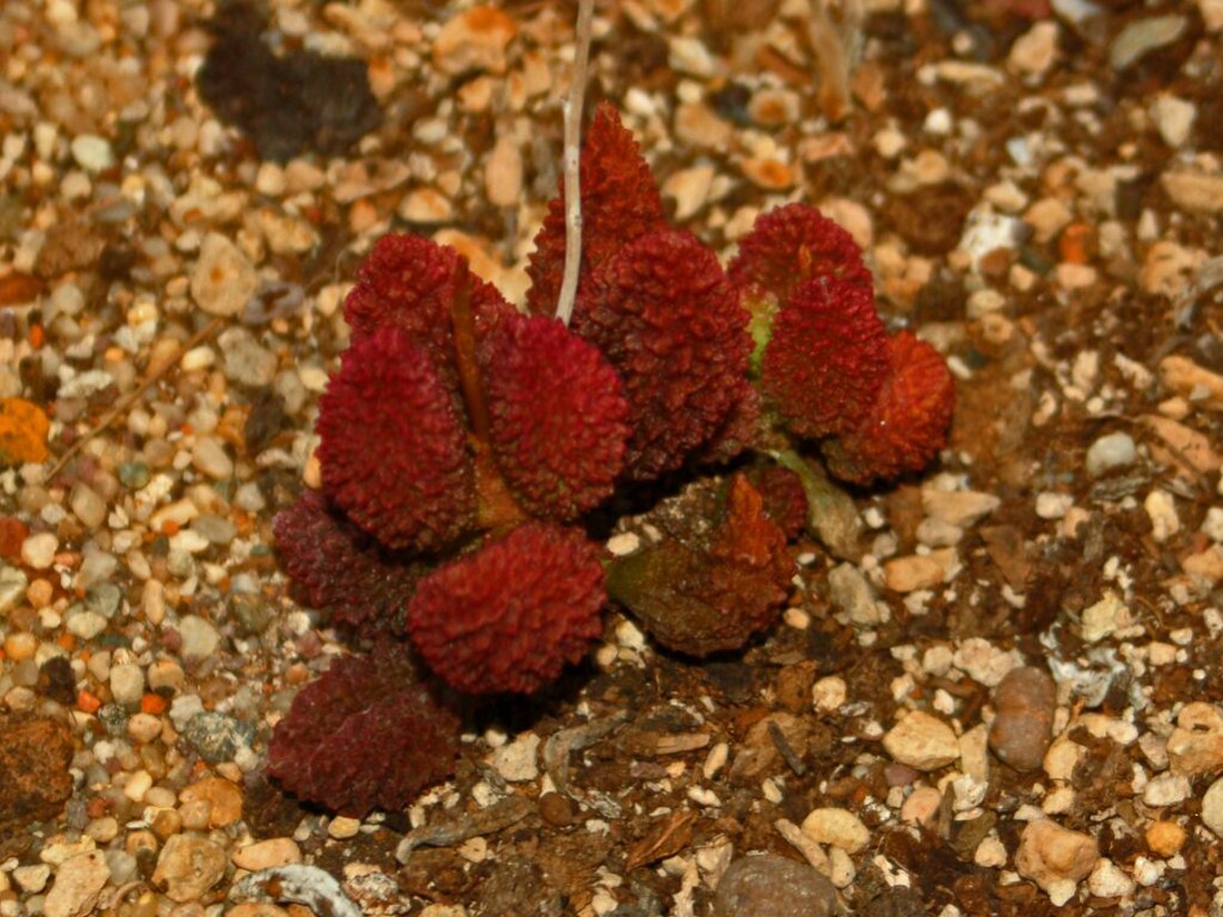 Adromischus marianiae