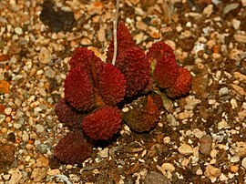 Adromischus marianiae f. herrei