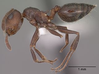 <i>Crematogaster colei</i> Species of ant