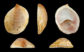 Crepidula porcellana