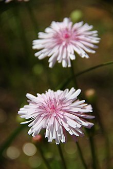 Crepis rubra.jpg