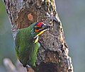 Önü Kızıl Barbet AKA Seylan Küçük Barbet (Psilopogon Rubricapillus) .jpg