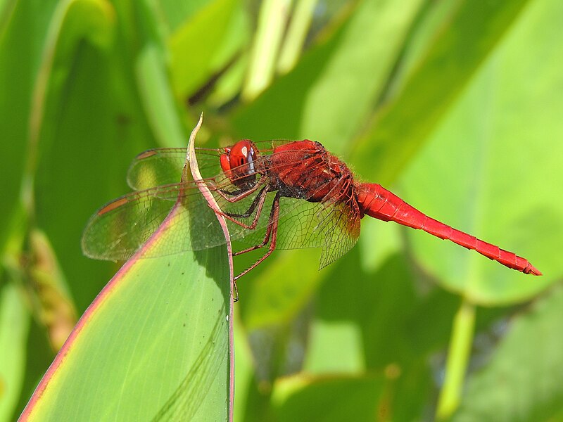 File:Crocothemis erythraea (23573714718).jpg