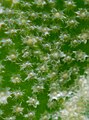 Detail hvězdovitých chlupů na listu hlošiny okoličnaté (Elaeagnus umbellata)