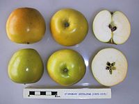 Cross section of Stanway Seedling, National Fruit Collection (acc. 1920-019) .jpg