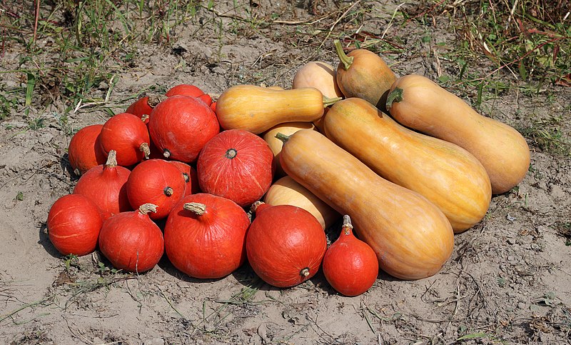 File:Cucurbita 2018 G1.jpg