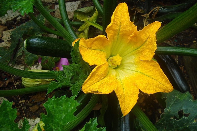 File:Cucurbita pepo Zucchini flower and plant.jpg