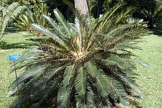 <i>Cycas taiwaniana</i> Species of cycad