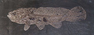 <i>Cyclurus</i> Extinct genus of fishes