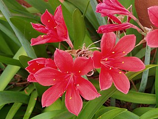 <i>Cyrtanthus elatus</i> Species of flowering plant