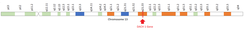 File:DACH1 in Chromosome 13.png