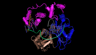 DNA polymerase lambda