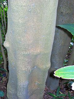 <i>Daphnandra micrantha</i> Species of tree