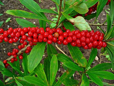 Daphne mezereum Infrutescence