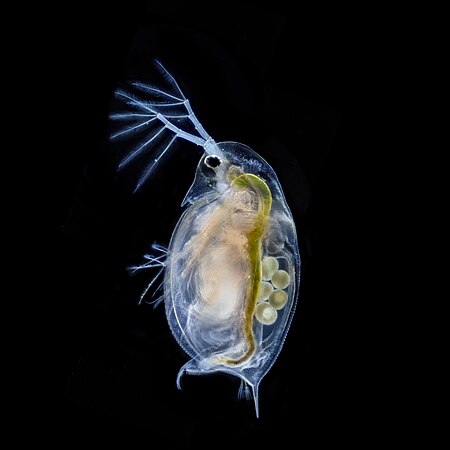 Daphnia with parthenogenetic eggs seen with dark field and focus tracking. 400x. Photo by Antonio Segura