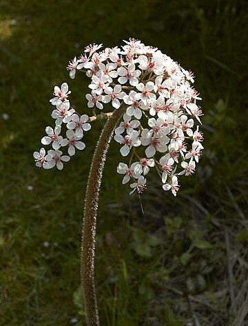 Darmera peltata