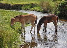 Deux poulains Dartmoor, l'un bai, l'autre brun en train de se nourrir.
