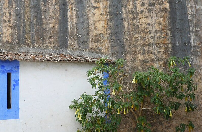 File:Datura (5957625068).jpg