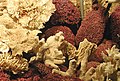 Forskellige døde koraller i et akvarium.