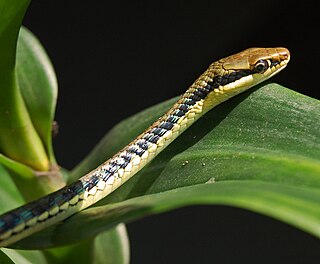<i>Dendrelaphis pictus</i> Species of snake