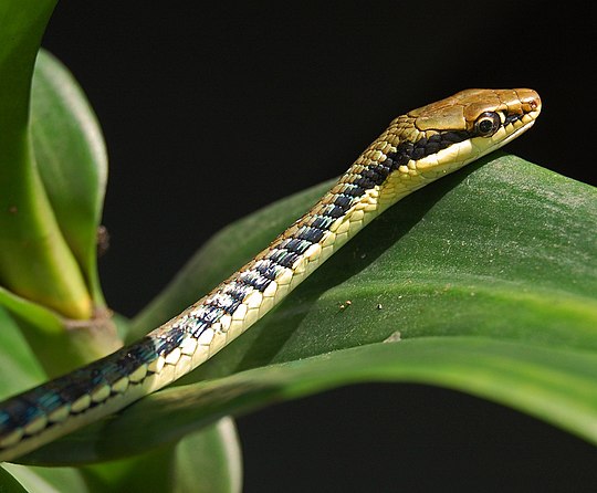 Змея семейства ужеобразных. Dendrelaphis. Dendrelaphis luzonensis. Древесный уж. Неядовитая змея.