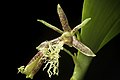 Dendrobium comatum