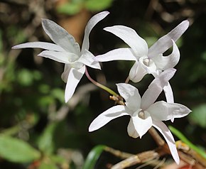 Descrierea imaginii Dendrobium moniliforme (floarea s7) .jpg.
