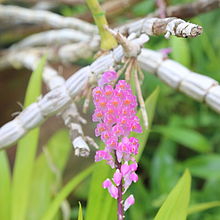 Dendrobium secundum-IMG 6595.JPG