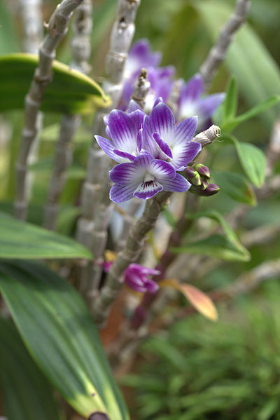 File:Dendrobium victoriae-reginae GotBot 2015 001.jpg