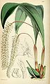 Dendrochilum glumaceum plate 4853 in: Curtis's Bot. Magazine (Orchidaceae), vol. 81, (1855)