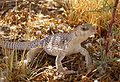 Sivatagi leguán (Dipsosaurus dorsalis)