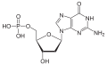 Desoxyguanosin- monophosphat (dGMP)